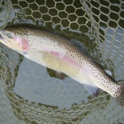 トラウト 釣り　カンパリオススメ釣り情報！
