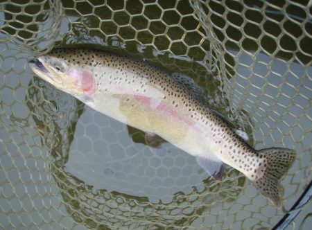 トラウト 釣り　カンパリオススメ釣り情報！