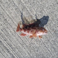 メバリングとエサ