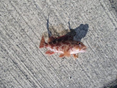 メバリングとエサ