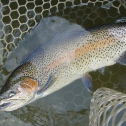 大安トラウトレイク 釣果