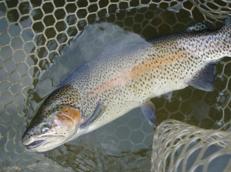 大安トラウトレイク 釣果