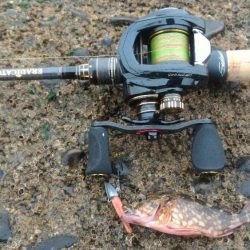 アイナメライトワインド