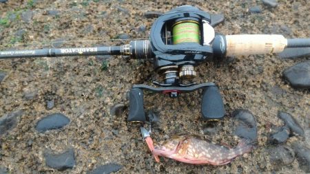 アイナメライトワインド