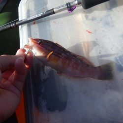 ひさびさカヤックフィッシング