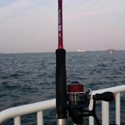 大きいタチウオ１匹