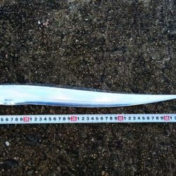 ◯極寒&極上タチウオ