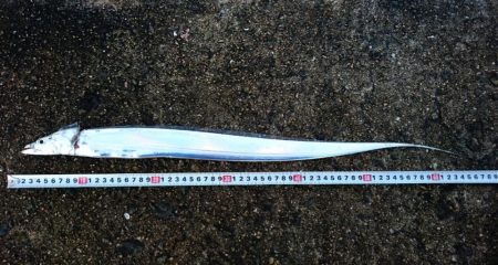 ◯極寒&極上タチウオ