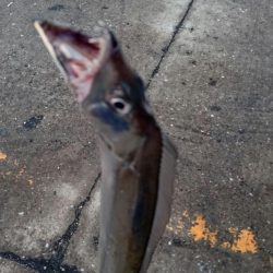 ⚫強風タチウオ渋すぎ