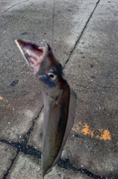 ⚫強風タチウオ渋すぎ