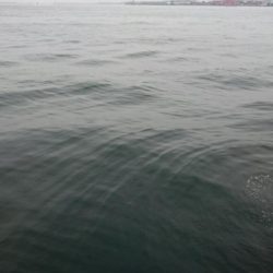 ⚫渋い中タチウオ３匹