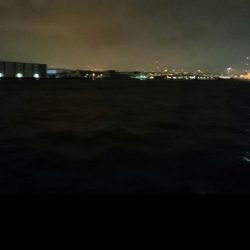 ◯タチウオ調査