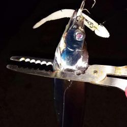 ◯サビキ&タチウオ