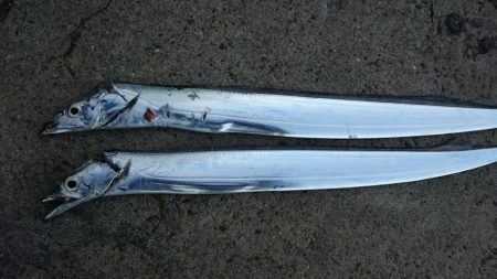 タチウオ２匹GET