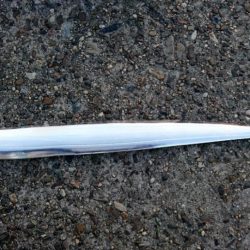 ⚫かもめ大橋タチウオ調査