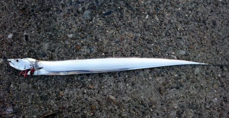 ⚫かもめ大橋タチウオ調査