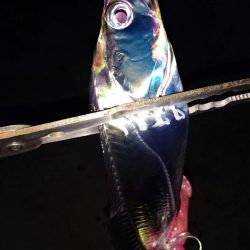 ◯湾奥タチウオ２匹