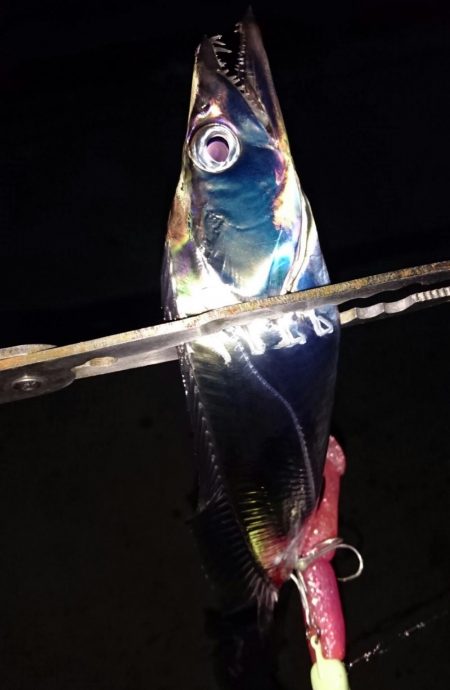 ◯湾奥タチウオ２匹