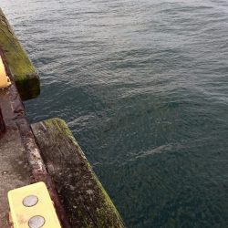 ◯二日ぶりにタチウオ