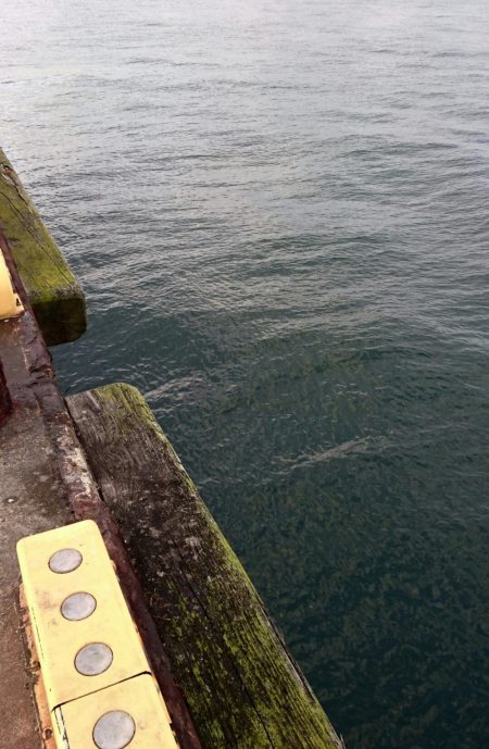 ◯二日ぶりにタチウオ