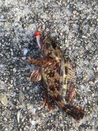 アジングのつもりが