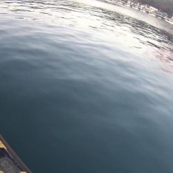 メッキ狙いでうれしい外道