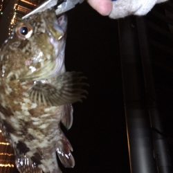渋い、そろそろ湾奥も