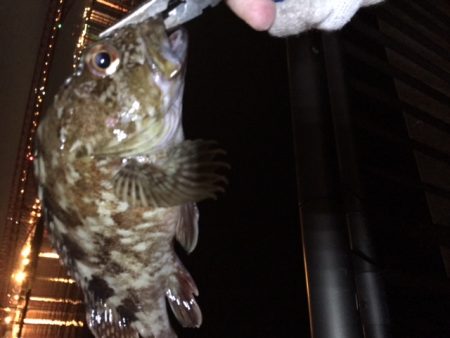 渋い、そろそろ湾奥も