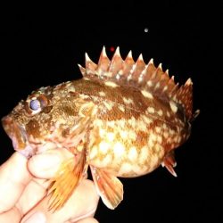 アジングの予定でしたが、