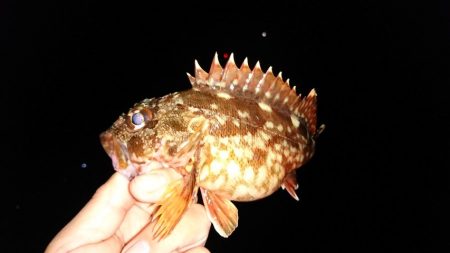 アジングの予定でしたが、