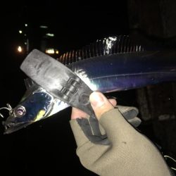 湾奥タチウオ。深ダナが決め手!