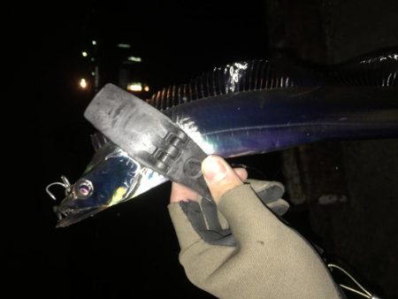 湾奥タチウオ。深ダナが決め手!