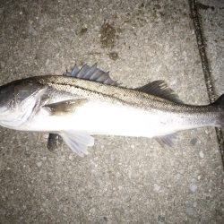 クリスマス・シーバス