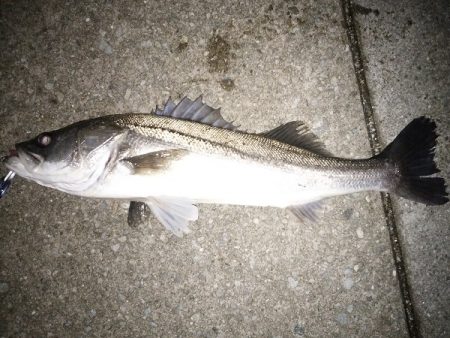 クリスマス・シーバス