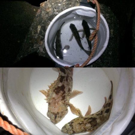 今日もメバリング