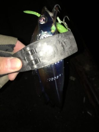 湾奥タチウオ。丁寧に探ればチャンス有り！