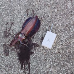 風がないので行って来ました。