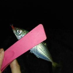 伊根でアジング