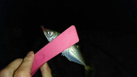 伊根でアジング