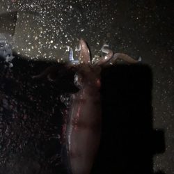 寒くなってきましたが大きいの、釣れました。