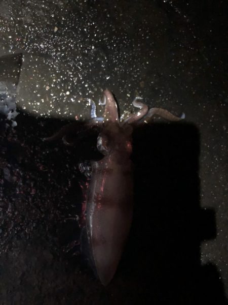 寒くなってきましたが大きいの、釣れました。