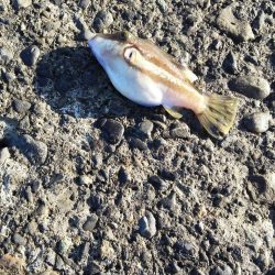 サゴシに助けられました！