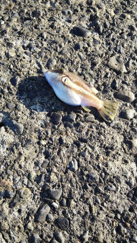 サゴシに助けられました！