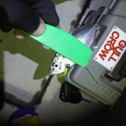 石津浜 アオリイカの釣果 吉田港ではいぜんアジやカマスが釣れます