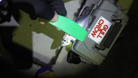 石津浜 アオリイカの釣果 吉田港ではいぜんアジやカマスが釣れます