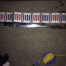 釣れてないところは釣れてない