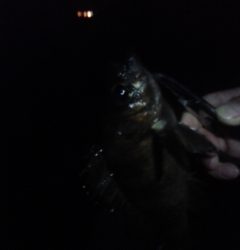 メバリング、はじめました。