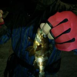 悶絶デカアジング！