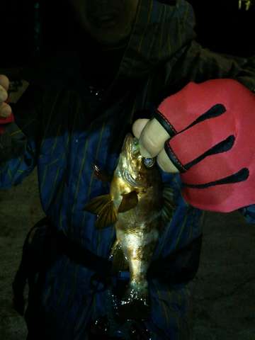 悶絶デカアジング！