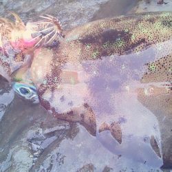 大潮　満月に誘われて